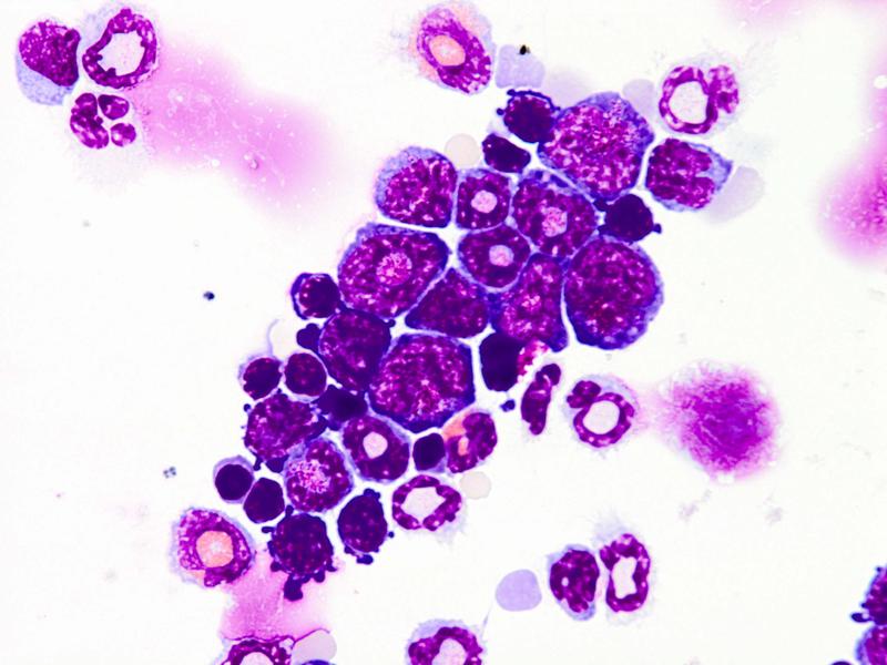 hematopoietic